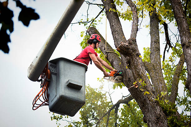 Why Choose Our Tree Removal Services in Lone Oak, TN?